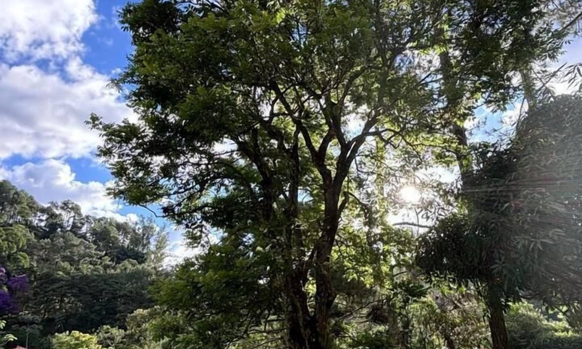 Itaipava Cottage | Araucaria Valley Site