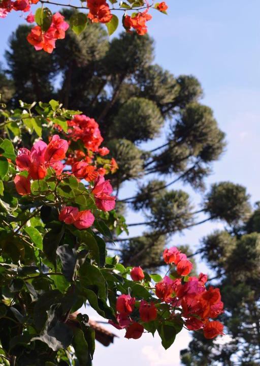 Campo Largo Bed & Breakfast | Pousada Vale Das Hortências