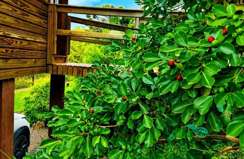 Bom Jardim da Serra Ski Chalet | Chalet Paradise