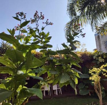 Casa San Isidro pileta jardín parrilla a metros del río in San Isidro