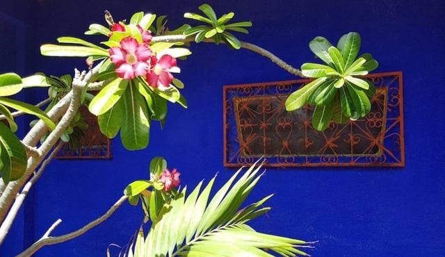 Charming little house in a tropical garden, fast wi-fi, perfect for remote work in Canoa Quebrada