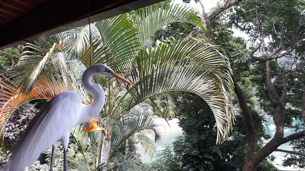Photo of Others in Ilha Grande