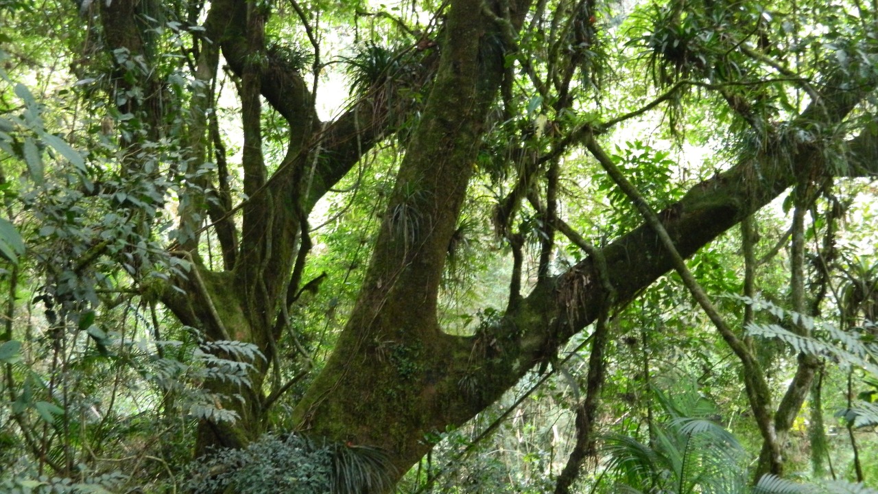 Photo of Outdoor in Cunha
