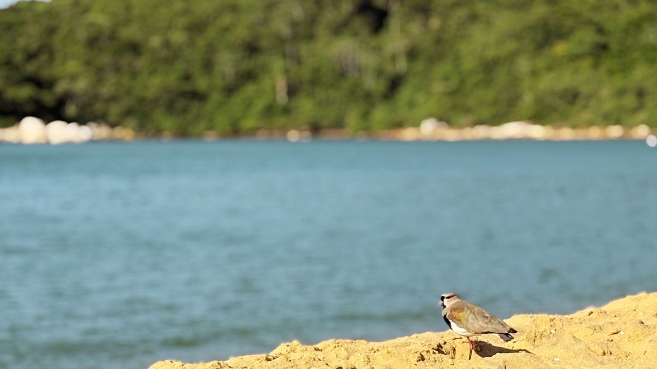 Photo of Others in Balneario Camboriu