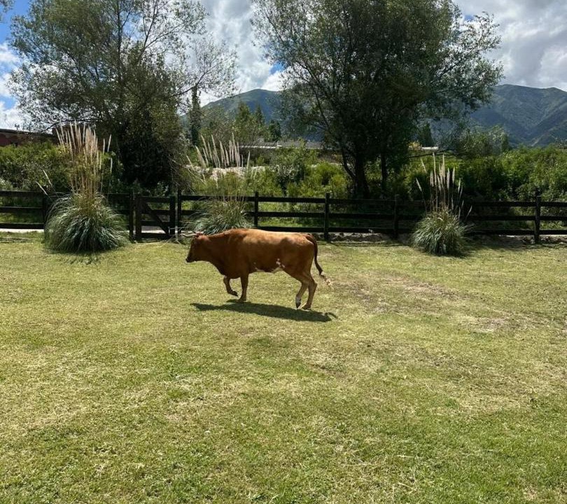 Photo of Others in Tafi del Valle