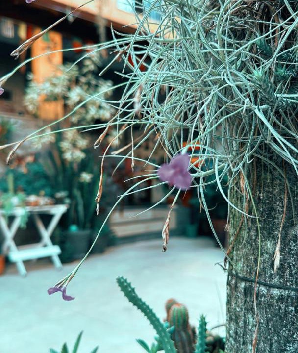 Photo of Others in Curicica