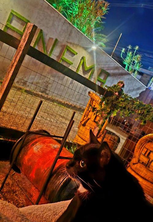 Photo of Others in Ipanema