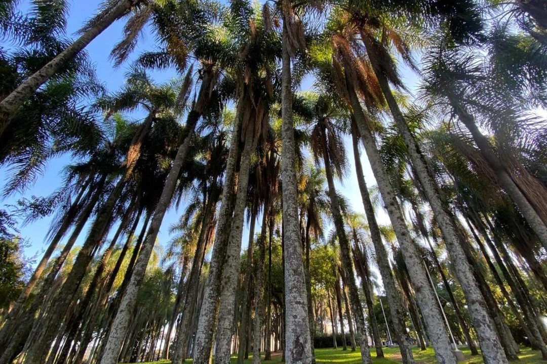 Photo of Others in Parque das Palmeiras