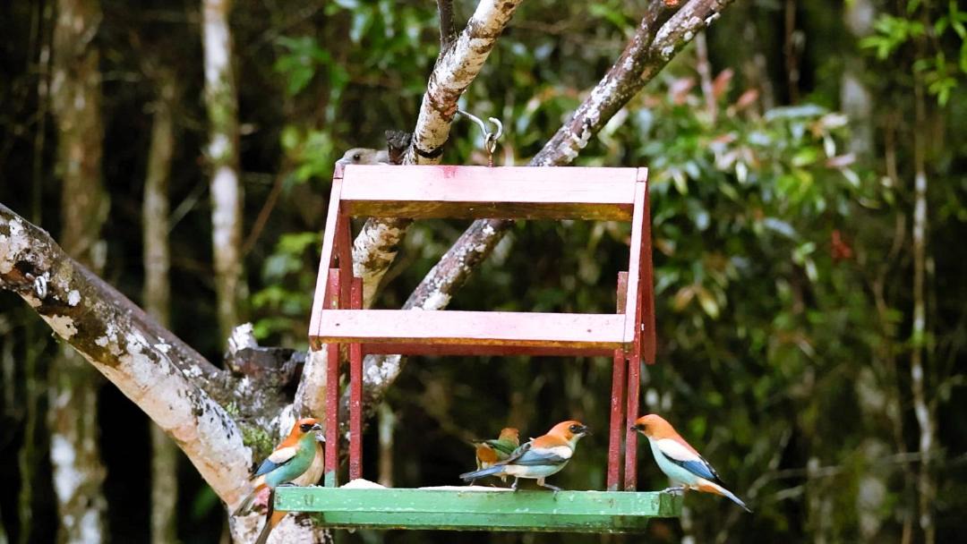 Photo of Others in Bocaiuva do Sul