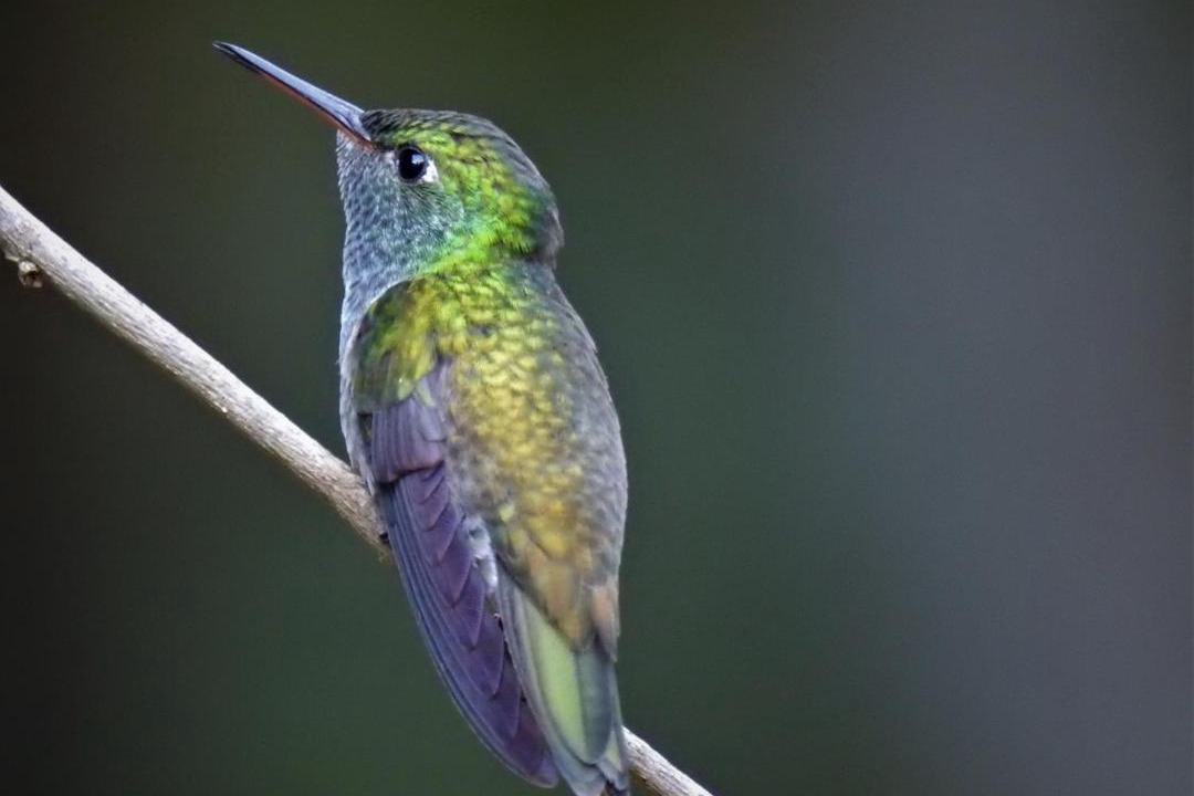 Photo of Others in Puerto Iguazu