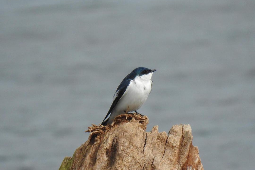 Photo of Others in Puerto Iguazu
