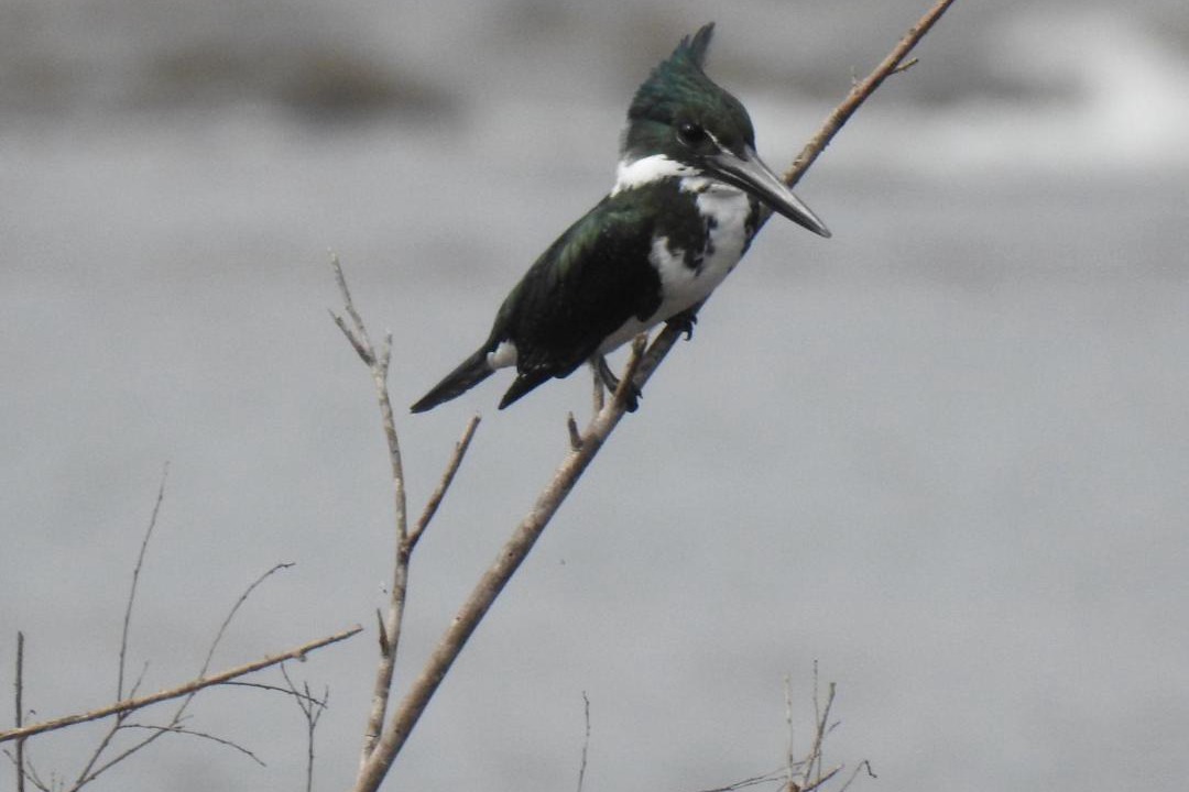 Photo of Others in Puerto Iguazu