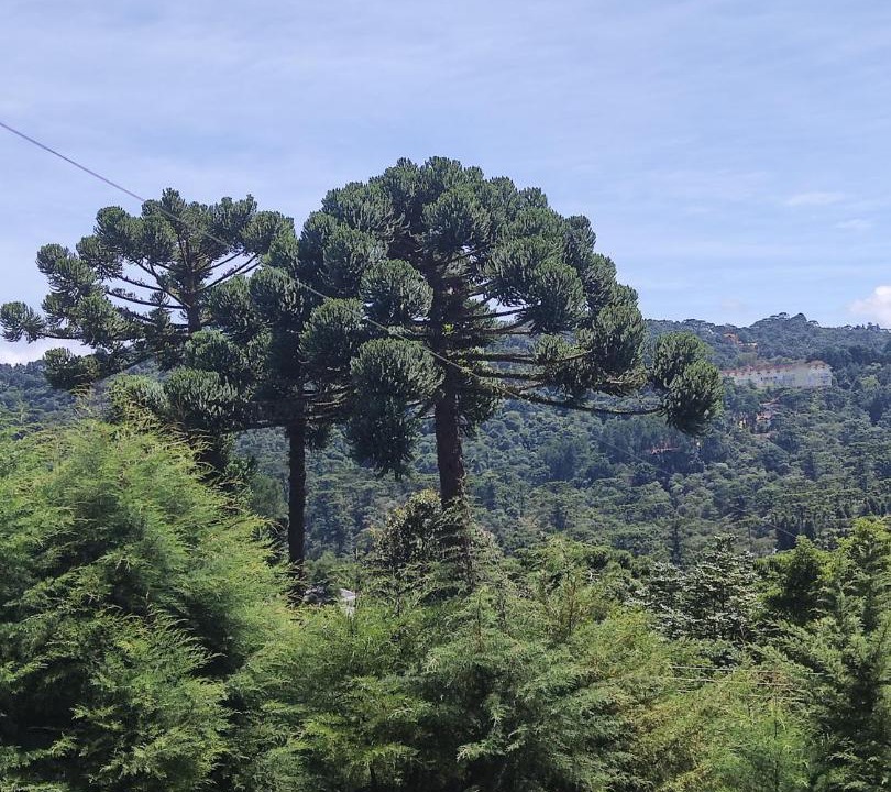 Photo of Others in Recanto Araucaria