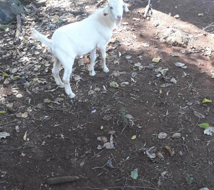 Photo of Others in Nova Petropolis