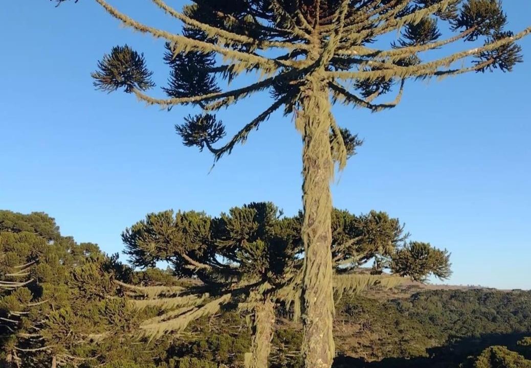 Photo of Others in Urupema