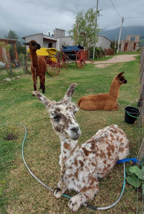 Photo of Others in El Mollar