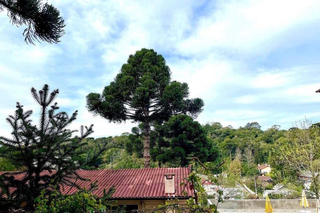 Photo of Others in Floresta
