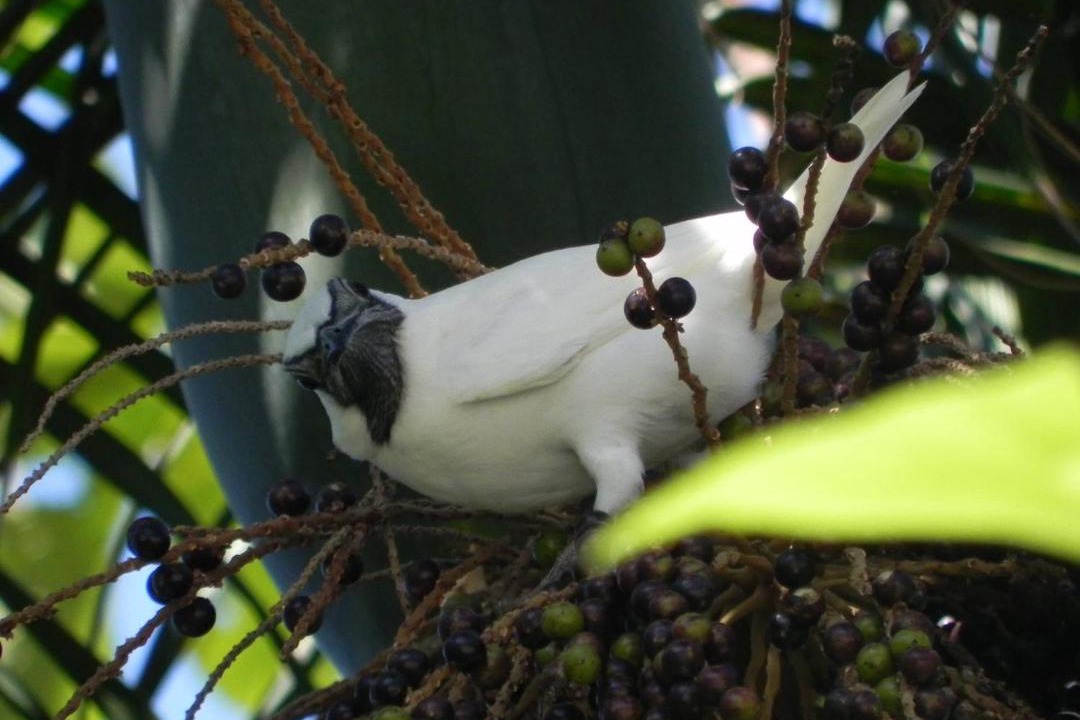 Photo of Others in Iporanga