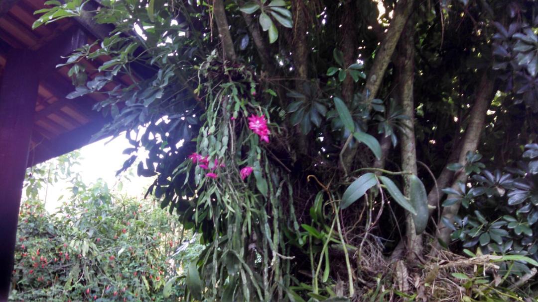 Photo of Others in Iporanga