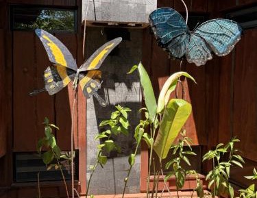 BUTTERFLY