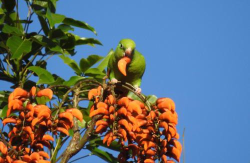 Puerto Iguazu Resort | Curiango Birding Camp
